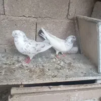 کبوتر پرشی