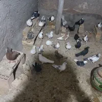 فروش کبوتر