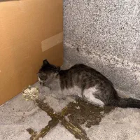 گربه بیمار