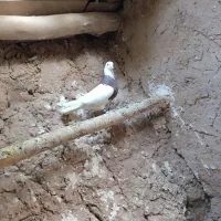 طوقی|پرنده|تربت‌حیدریه, مسجد جامع|دیوار