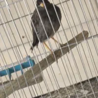 مرغ مینا