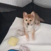 پامر عروسکی نر