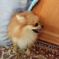 سگ پامر|سگ|قشم, |دیوار