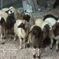 گوسفند ماده داشتی  باب داشت|حیوانات مزرعه|کوزران, |دیوار