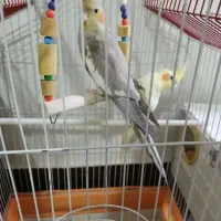 عروس نر ۸ ماهه طوسی