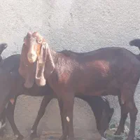 ۵ راس بز افغانی ۴ ماده ابستن ویک نر در سربندر|حیوانات مزرعه|بندر ماهشهر, |دیوار