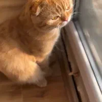 گربه اسکاتیش اصل