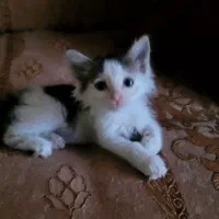 واگذاری گربه