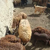 میش بره میش چاق میش پیر بز بزغاله