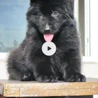 توله ژرمن بلک موبلند