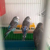 مرغ عشق و عروس هلندی|پرنده|بروجرد, |دیوار