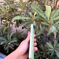 سامسونگ A54 256Gb 5G درحدنو|موبایل|گنبد کاووس, |دیوار