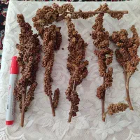 سماق