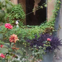 اجاره