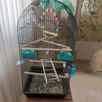 عروس هلندی|پرنده|محمدشهر, محمدشهر|دیوار