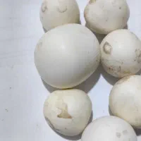 سنگ اسیاب سنگ الماس