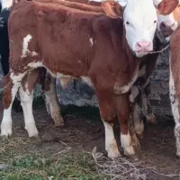 آماده پروار ودرجه یک
