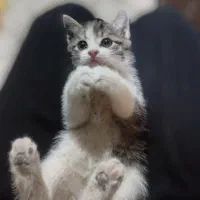 واگذاری بچه گربه نر|گربه|مشگین شهر, |دیوار