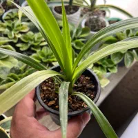 تعدادی گل و گیاه طبیعی