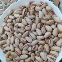 پسته امساله اکبری