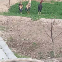 چهار عدد خروس لاری بفروش میرسد
