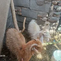 سه عدد بز و یک کره نر|حیوانات مزرعه|بم, |دیوار