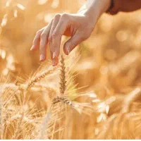 راهنمایی کشت گندم و جو