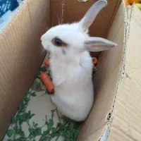 خرگوش سفید|موش و خرگوش|قرچک, شهرک طلائیه|دیوار