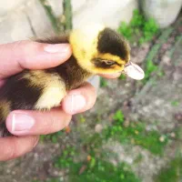 اردک پکنی زیبا یک هفته ای