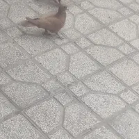 دو عدد زرد کرمونی  نوک سفید ماده