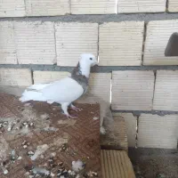 نر طوقی|پرنده|خمینی‌شهر, |دیوار