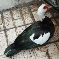 غازه یشمی