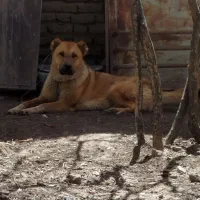 توله آلابای نگهبان