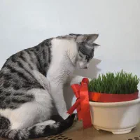 واگذاری گربه (فوری) *توضیحات مهم*