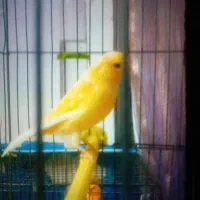 قناری نر پرتغالی|پرنده|گرگان, |دیوار