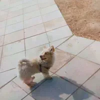 حیوان خانگی با تمام وسایل