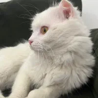 گربه اسکاتیش