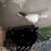 گم شده جوجه