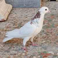 کفتر|پرنده|مرودشت, ابوذر شمالی|دیوار