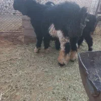 بره ماده و میش و بره قوچ|حیوانات مزرعه|فیروزآباد (فارس), |دیوار