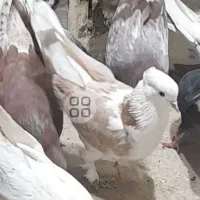 تعدادی کبوتر پرشی زیر قیمت