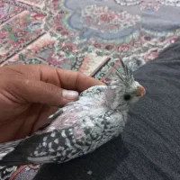 یک جفت عروس هلندی نایاب با جوجه هاش