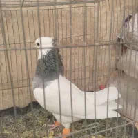 کبوتر|پرنده|شیراز, شهرک گلها|دیوار