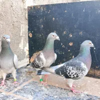 کفتر