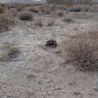 زمین فرزند آوری خوسف