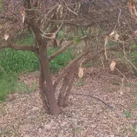 خریدار هر نوع چوب شما|خدمات باغبانی و درختکاری|شیراز, شهرک مدرس|دیوار
