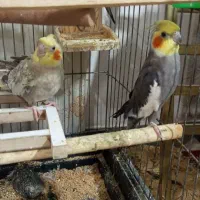 دو عدد عروس هلندی نرو ماده کاملا دستی