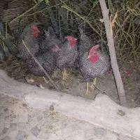 مرغ و خروس|پرنده|اصفهان, کوی امیریه|دیوار