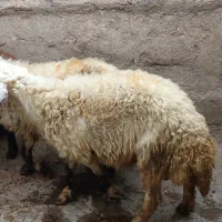 بره قوچ پلنگی و افشاری