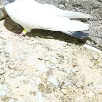 کبوتر